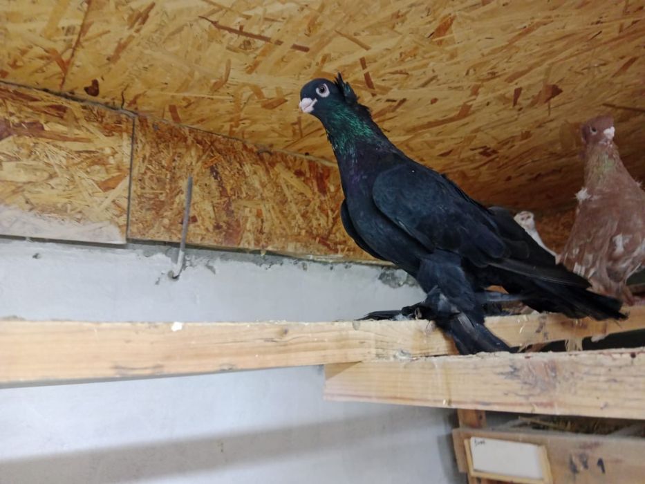 Продам   голубей