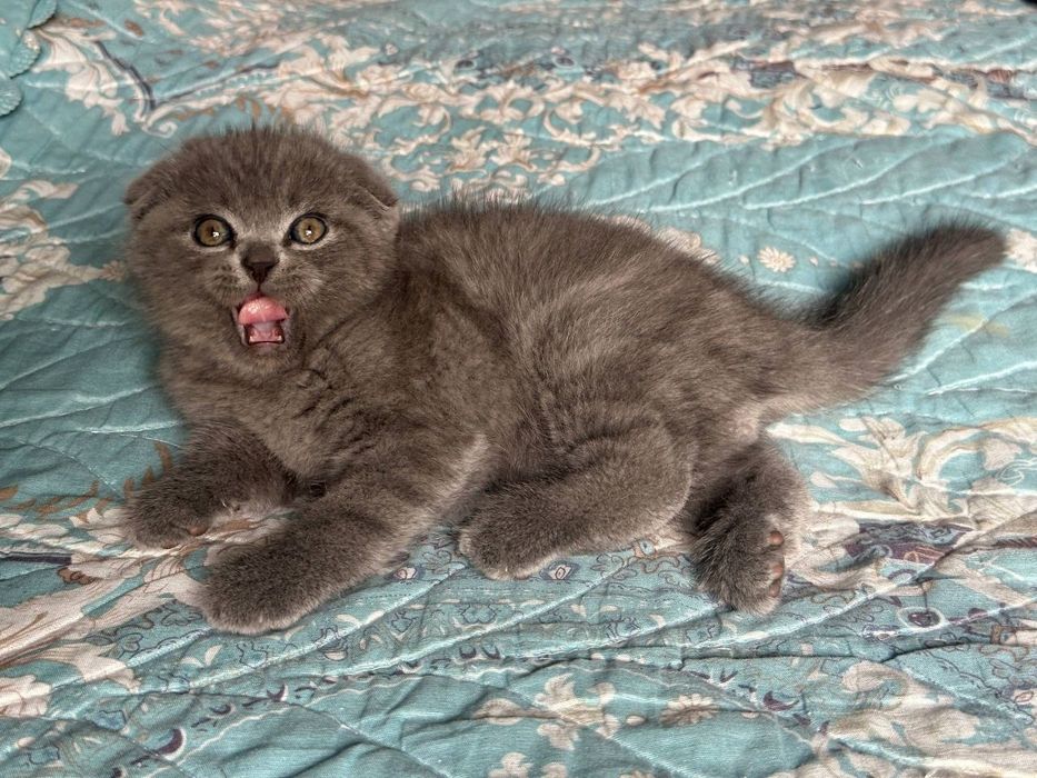 Продаётся вислоухая котята