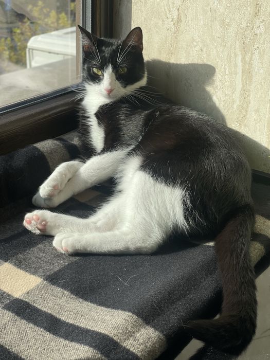 Adoptie pisica/motan 2 ani