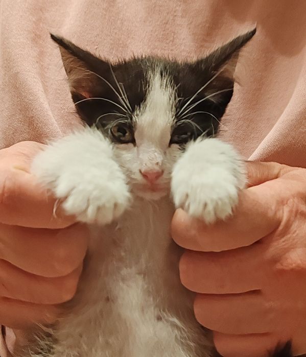 Котенок. Мальчик. 2 мес.