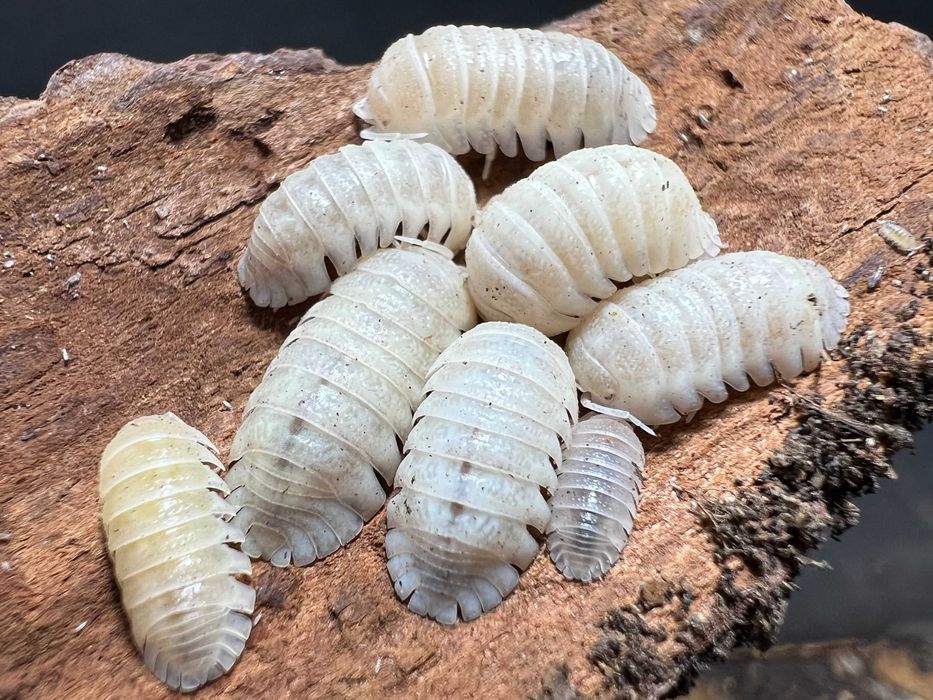 Продавам Изоподи/Мокрици за биоактивен терариум.