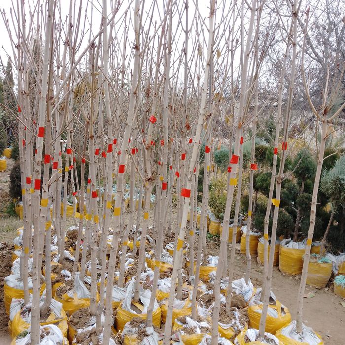 Kashtan kòchatlari sotiladi