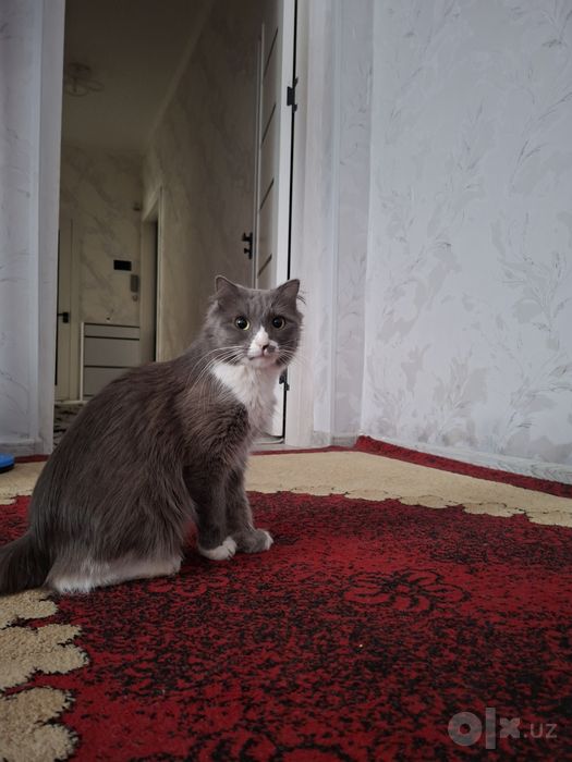 Киз бола  мушук боллари хам бор