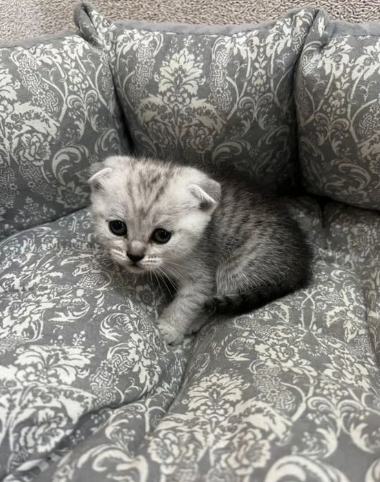 Шотландский вислоухий котёнок
