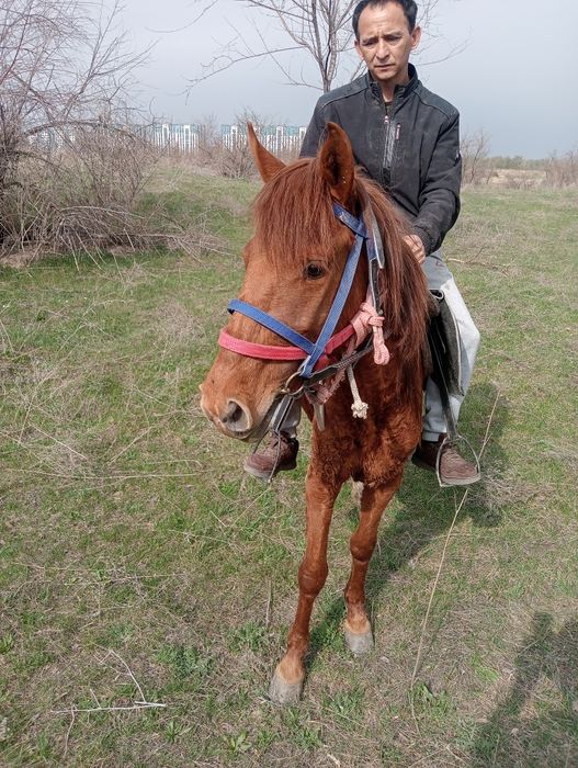 Продам кабылу жеребая