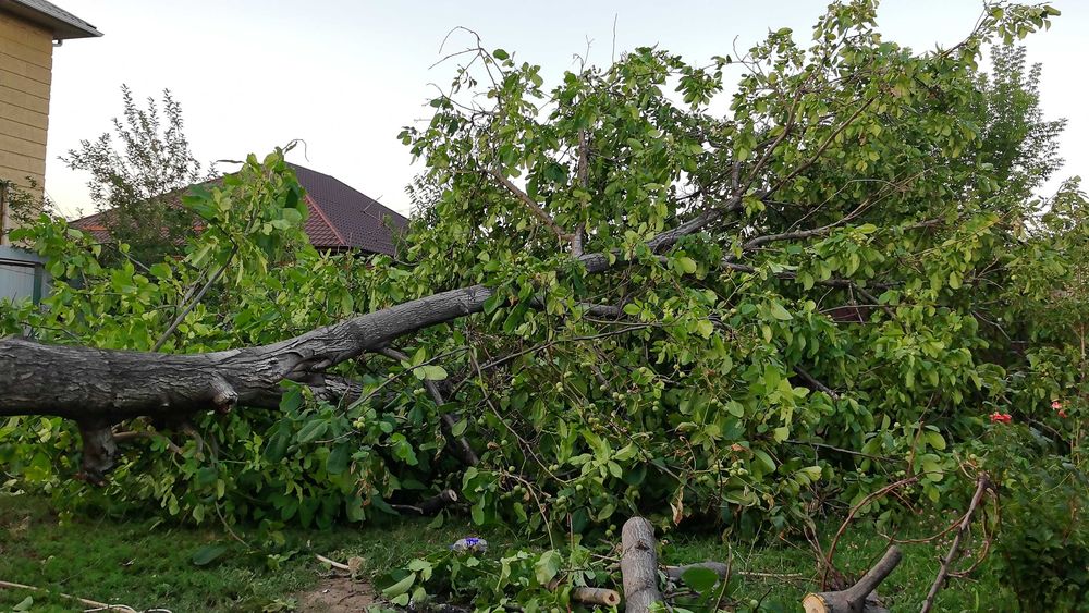 Дерево ореха самовывоз