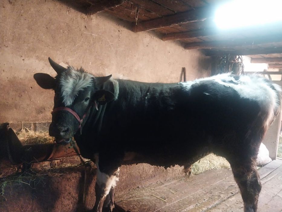 продам быков хороших