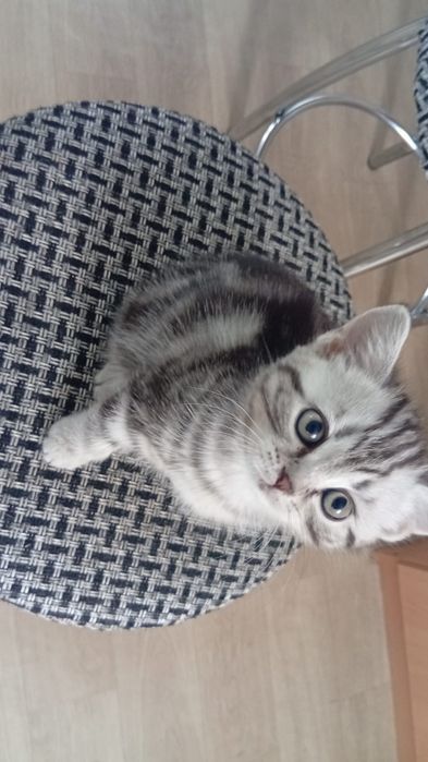 Продам кошечку 2 месяца