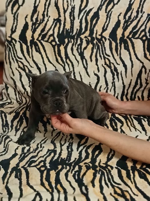 Девочка Булли продам