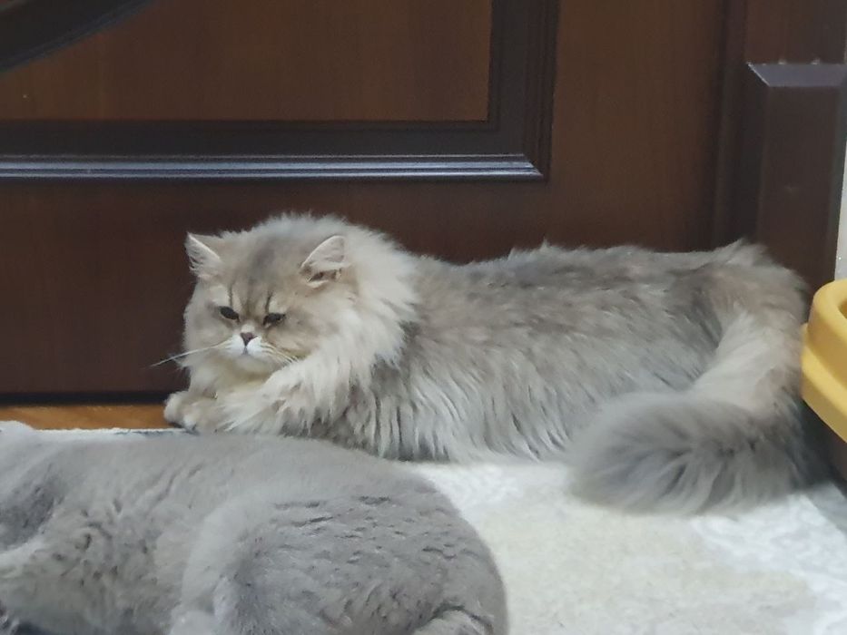 Вязка кошка(мушук)