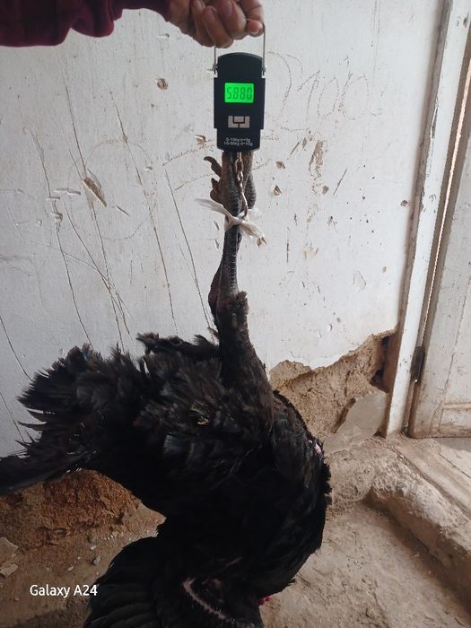 Сотилади Соглом йиб иши зур