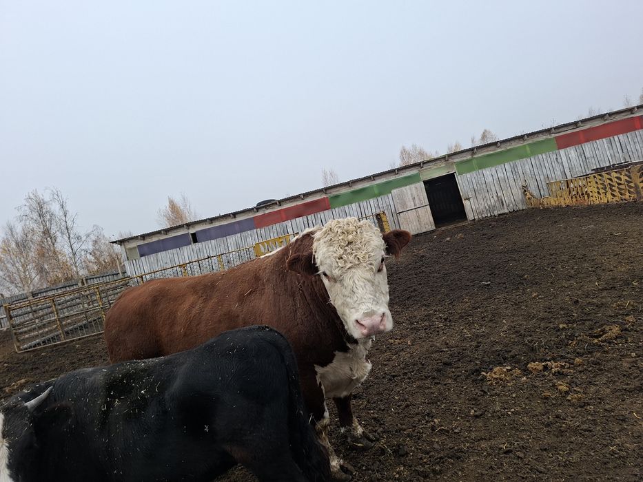 Продам бык 3,6 года на откорме