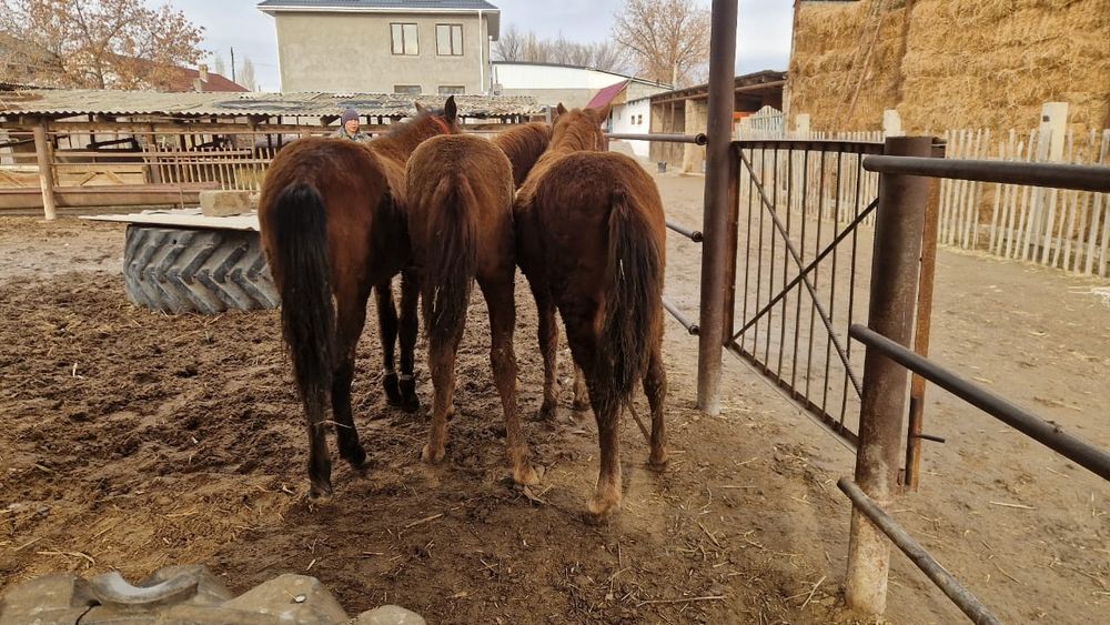 Ірі ұрғашы тайлар