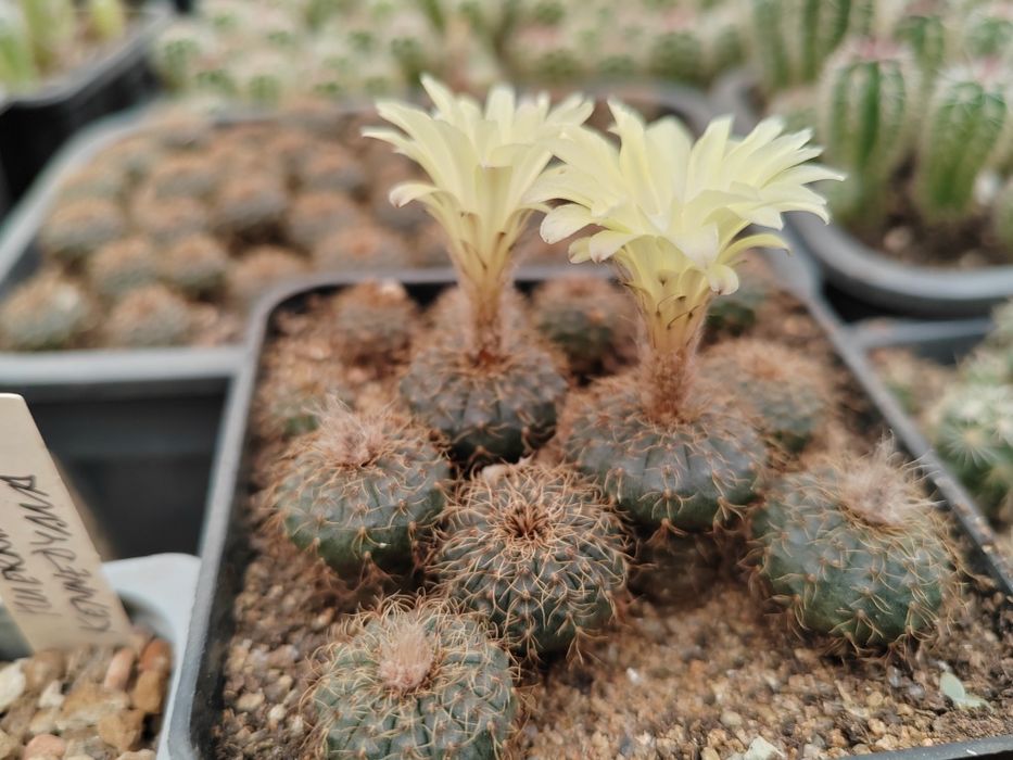 Cactusi de vanzare, stapelia (steaua serifului)