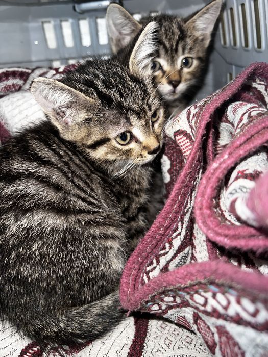 Отдам бессплатно котят
