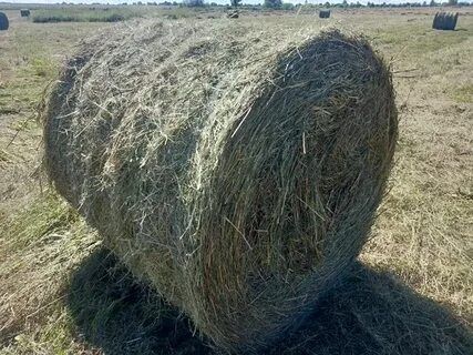 Сено в рулонах,тюках