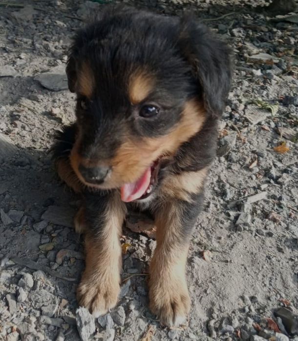 Ищем дома для щенят