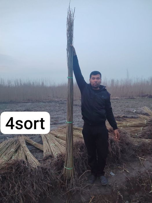 Терек кочатлар дастфка ичида