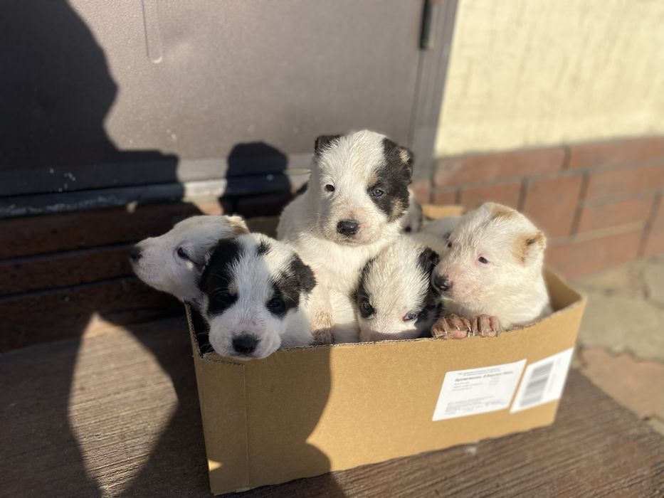 Продаются щенята Алабай