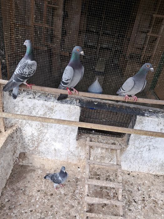 Vând porumbei poștă voiajori