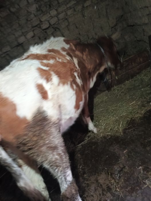 Vând jurinca  gestantă