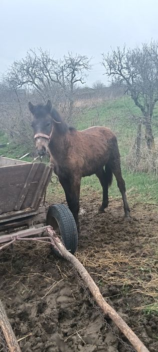 Vand manz 10 luni este din cai buni sau schimb pe o iapa