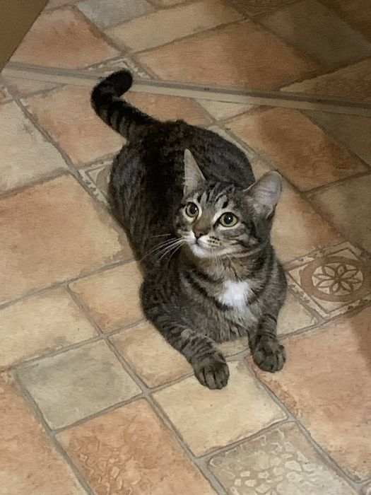 Животные в добрые ручки