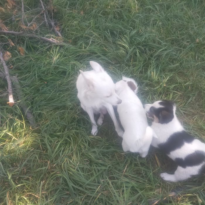 Продам двух щенков,очаровашка,Томас и Бони.