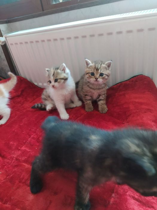 Папа Шотландский вислоухий фолд 
Мама Британский страйт