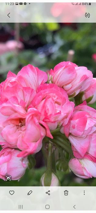 Герани Пералгония