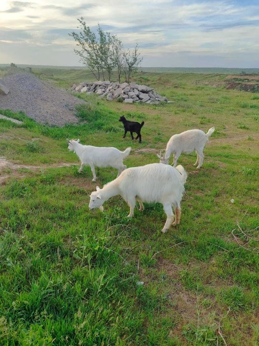 Срочно продаются  Две козы  с козлятами