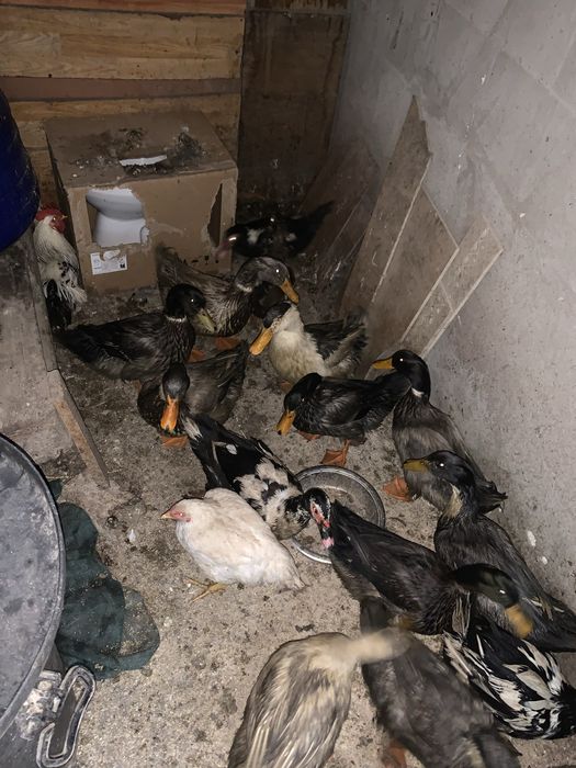 Vând rătoi leșești ‼️