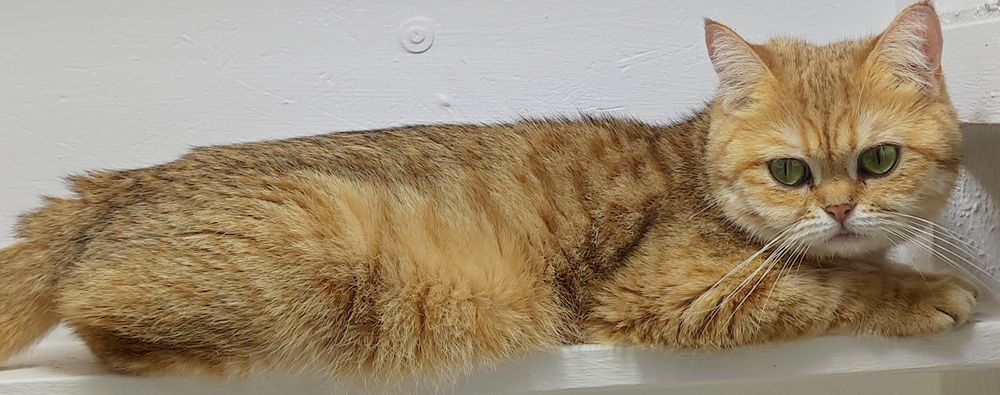 КоТики БриТансКие зоЛоТо