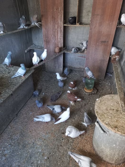 Продам голубей быкинци молоканы,  пара армавиров.
