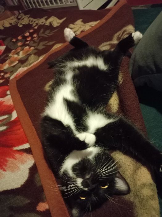 Отдам даром кошечку