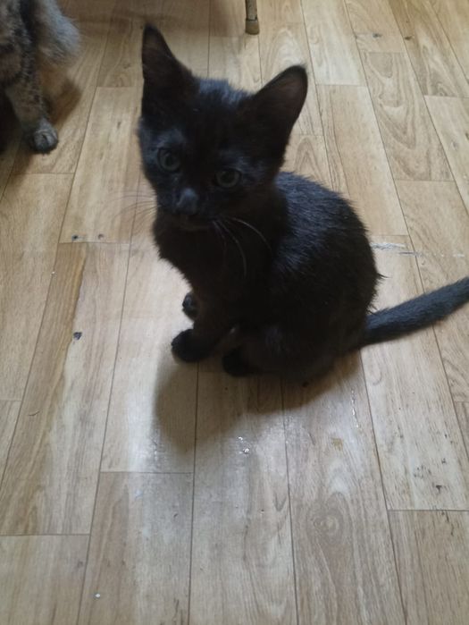 Отдам маленьких котят