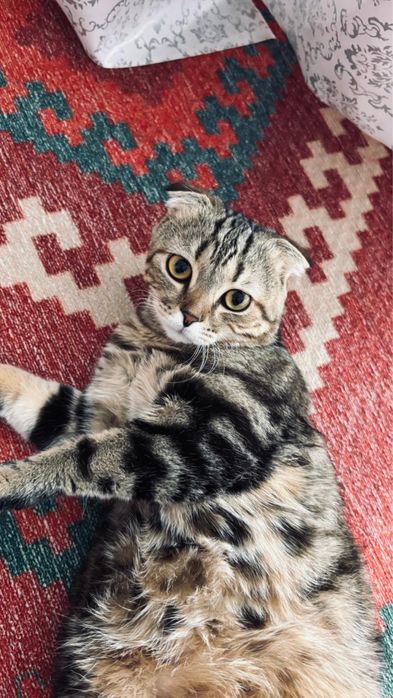 Кот очень хороший