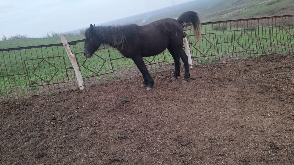 Буаз байталдар  .