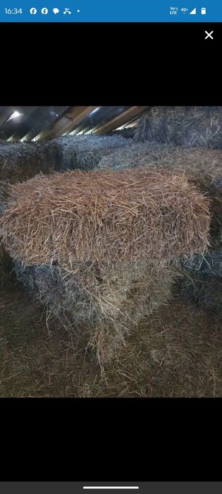 Vând baloți orz și orzoaică 2025