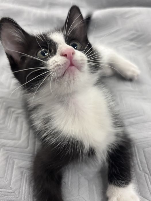 Котенок, 6 недель