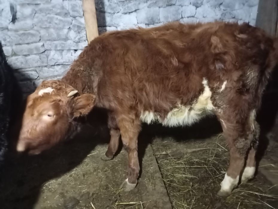 Тайынша сатылады Цена 270-торг бар