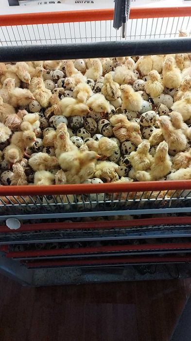 vand oua prepelita și prepelițe outoare