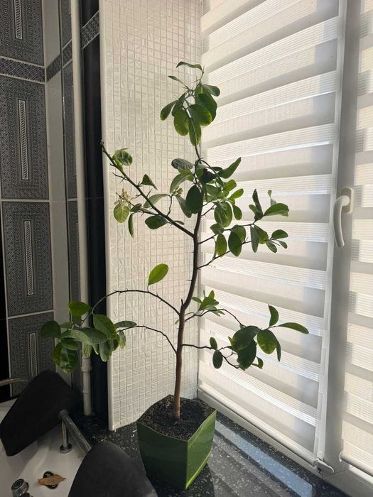 Продам дерево взрослого Лимона