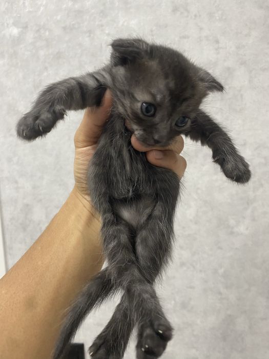 веслоухие шотландцы