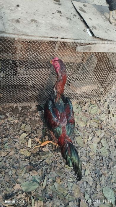 Чожа хороз сотилади