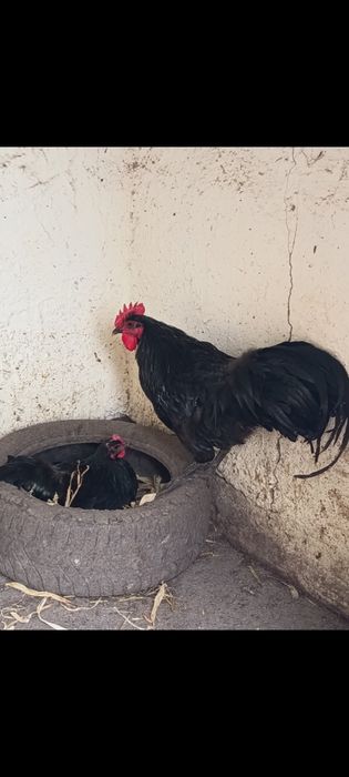 Ouă austrolop pentru incubat