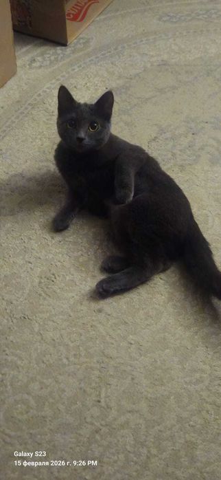 Красавица в любящую семью!