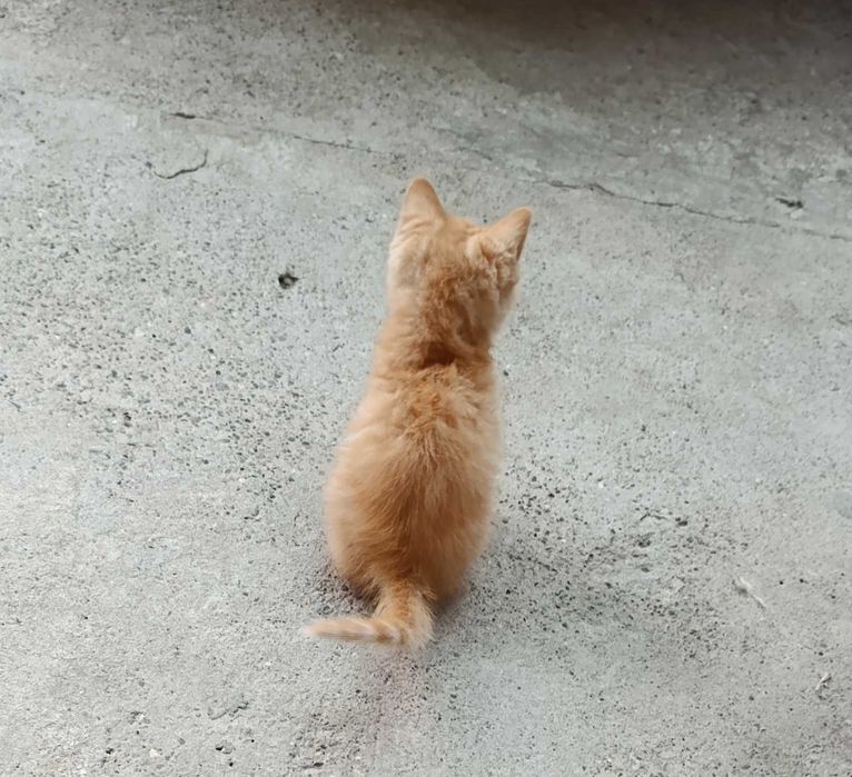 Котенок скоттиш страйт.