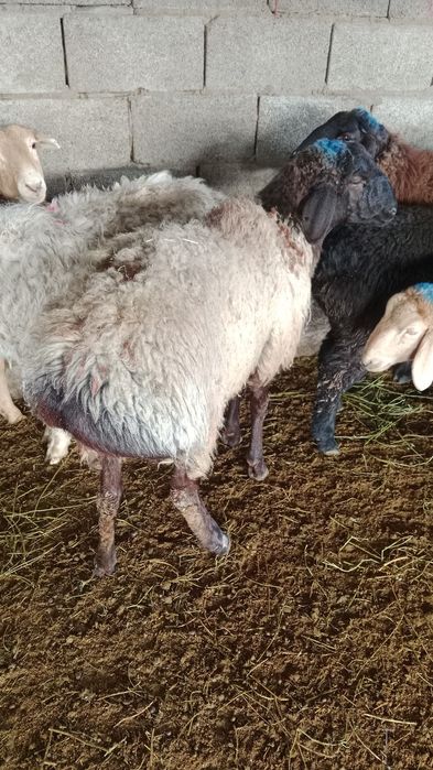 Тоқты Қой сатылады