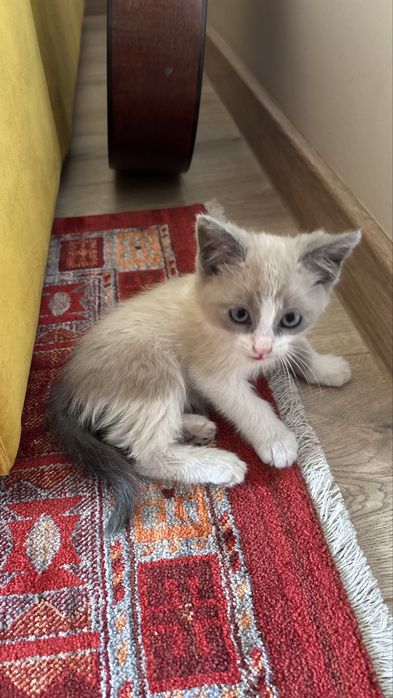 Котенок мальчик в добрые руки